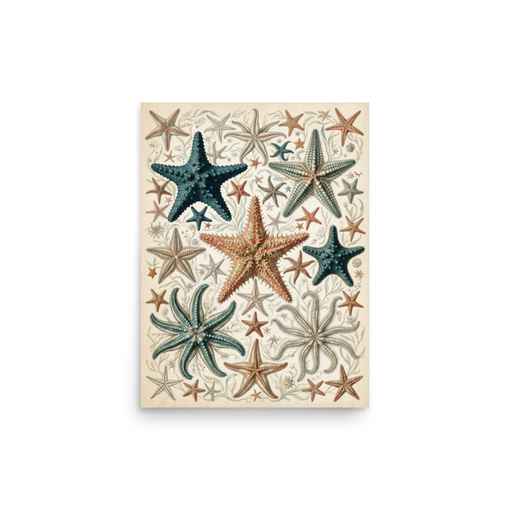Starfish Art Print, antique marine illustration, coastal wall decor, natural history gift, ocean lover gift idea