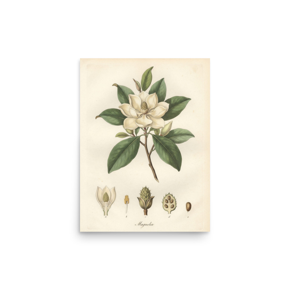Magnolia Art Print, vintage botanical wall art, French engraving decor, study or bedroom artwork, gift for plant lovers