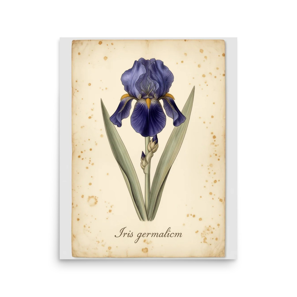Blue Iris — Vintage Botanical Print