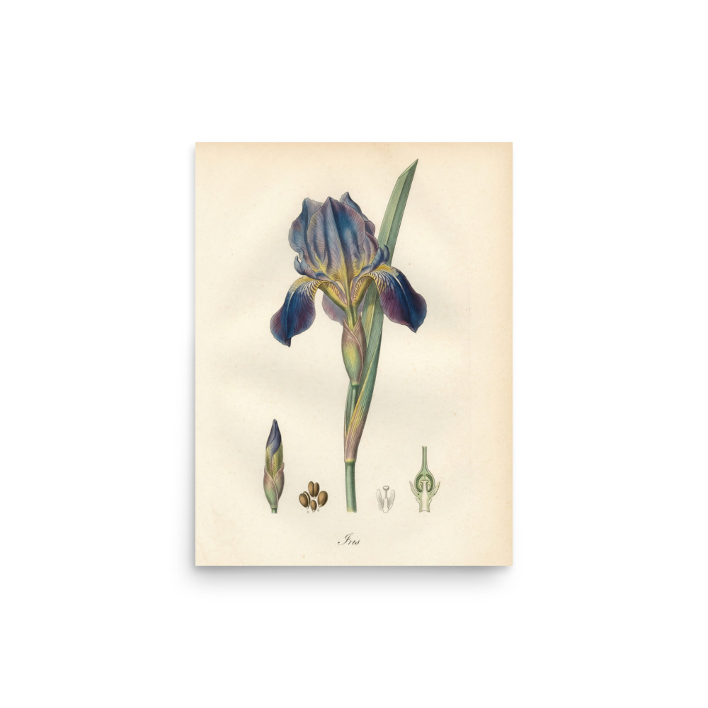 Iris Botanical Art Print, French botanical engraving, vintage gallery wall decor, study art, gift for plant lovers