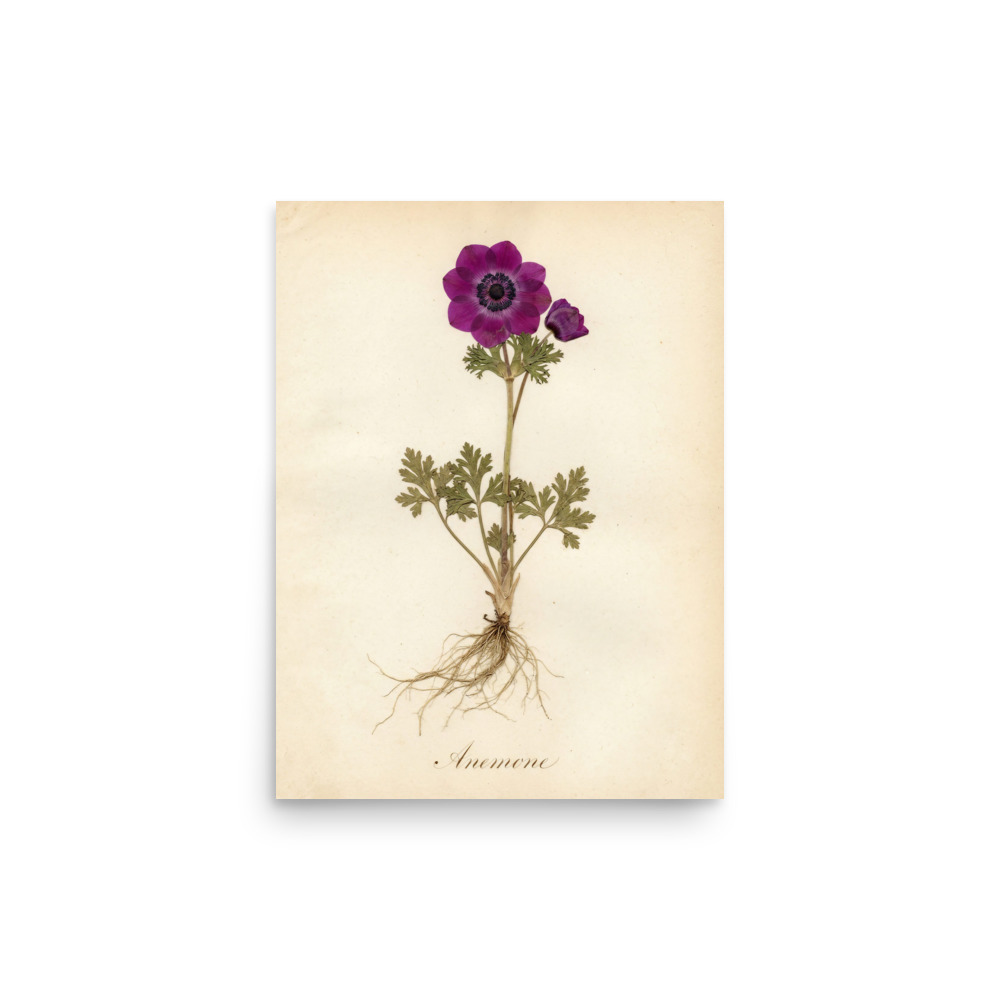 Anemone Pressed Specimen Art Print, antique botanical art, bedroom decor, nature lover gift, herbarium wall art