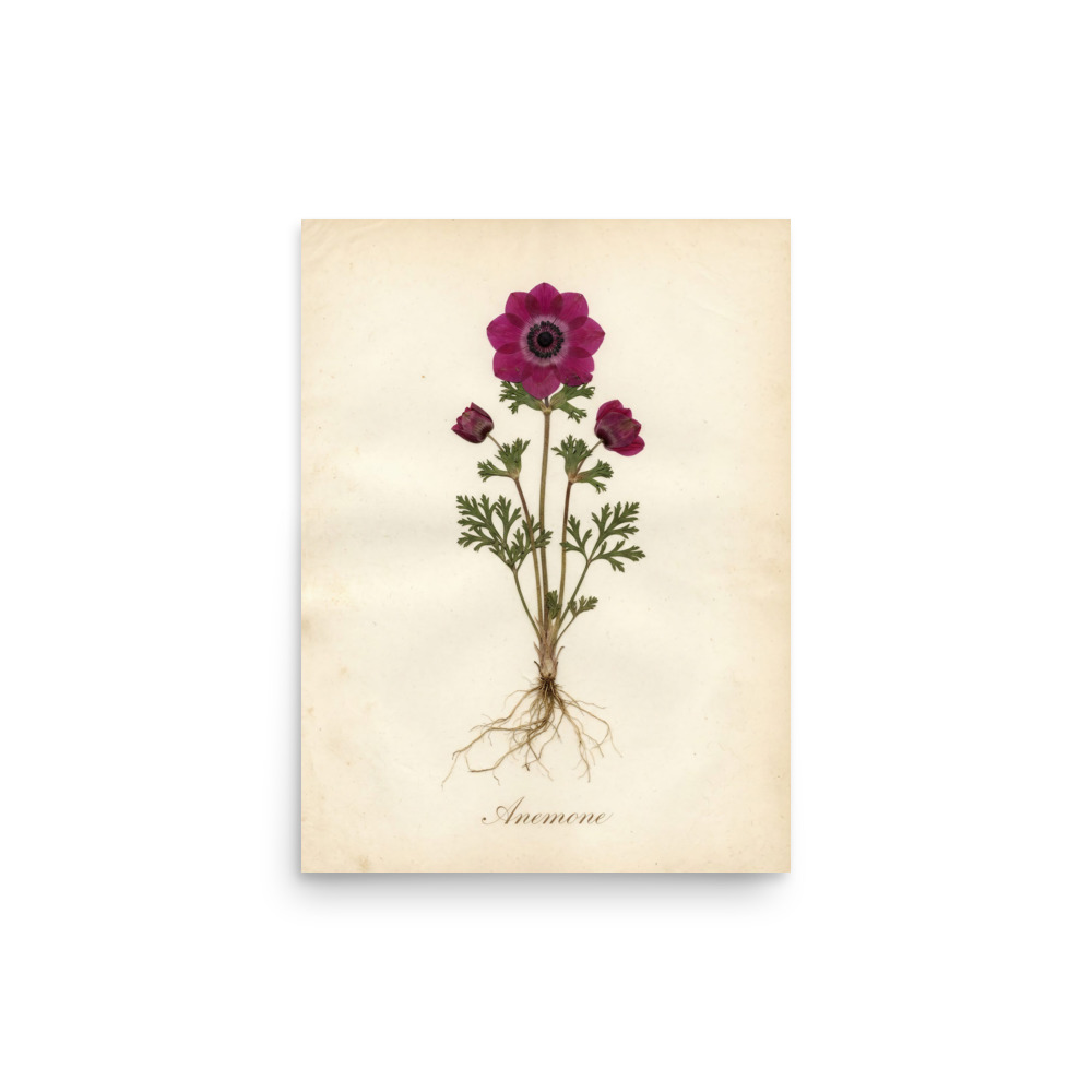 Anemone Art Print, antique pressed flower, romantic herbarium decor, warm ivory botanical wall art, gift for flower lovers
