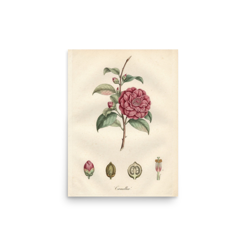 Camellia Art Print, hand-coloured botanical engraving, vintage gallery wall decor, gift for plant lovers and collectors