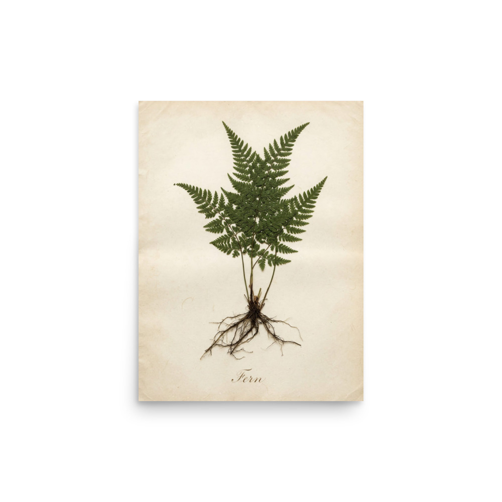 Fern Pressed Specimen Art Print, antique botanical wall art, vintage herbarium decor, nature gift for plant lovers