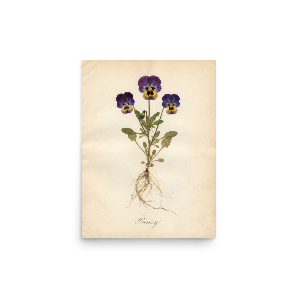 Pansy Art Print, antique pressed flower herbarium, romantic botanical wall decor, nature lover gift, vintage flower study