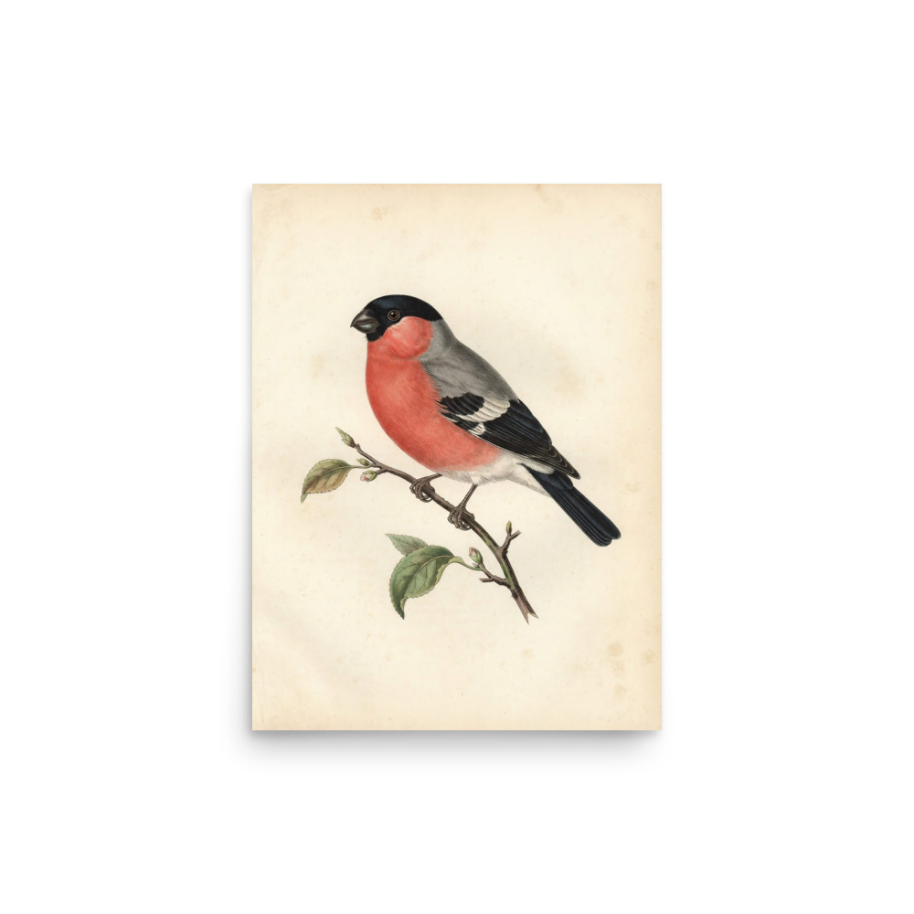 Bullfinch Bird Study Art Print, antique ornithological wall art, vintage nature decor, gift for bird lovers and collectors