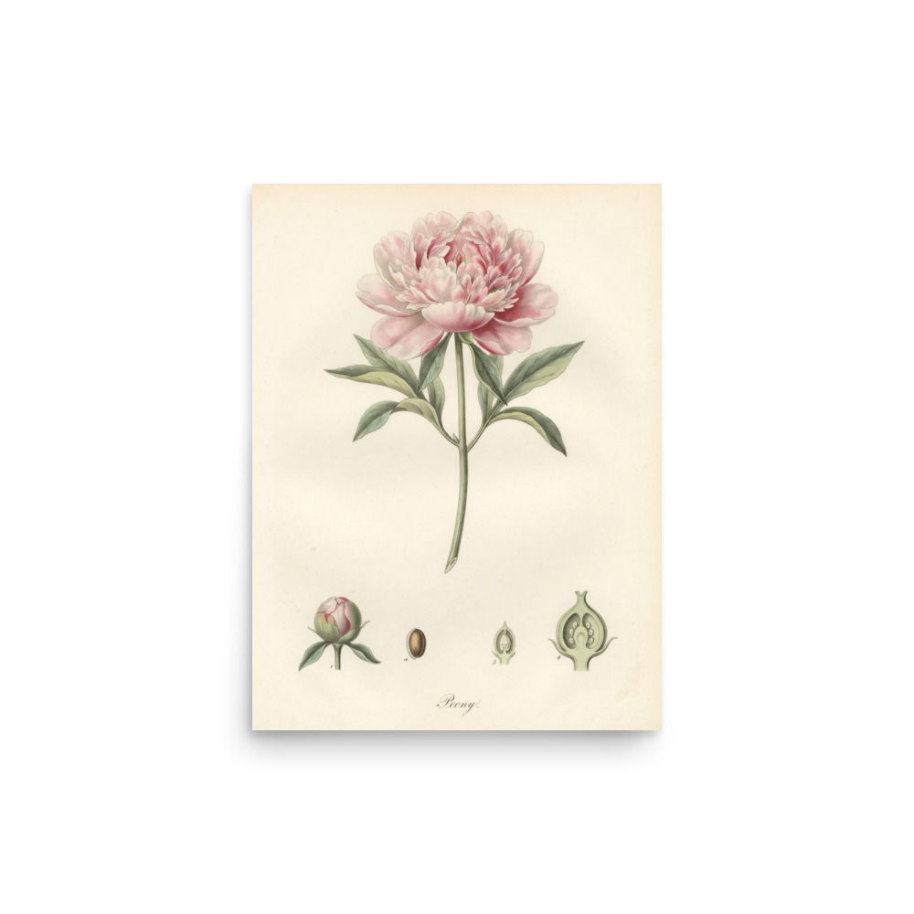 Peony Botanical Plate Art Print, hand-coloured vintage engraving, French botanical decor, gallery wall, gift for plant lovers