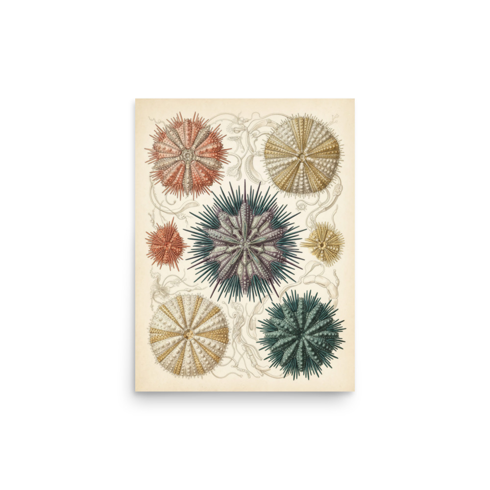 Sea Urchin Specimen Art Print, vintage marine illustration, ocean-inspired decor, natural history gift, coastal room accent