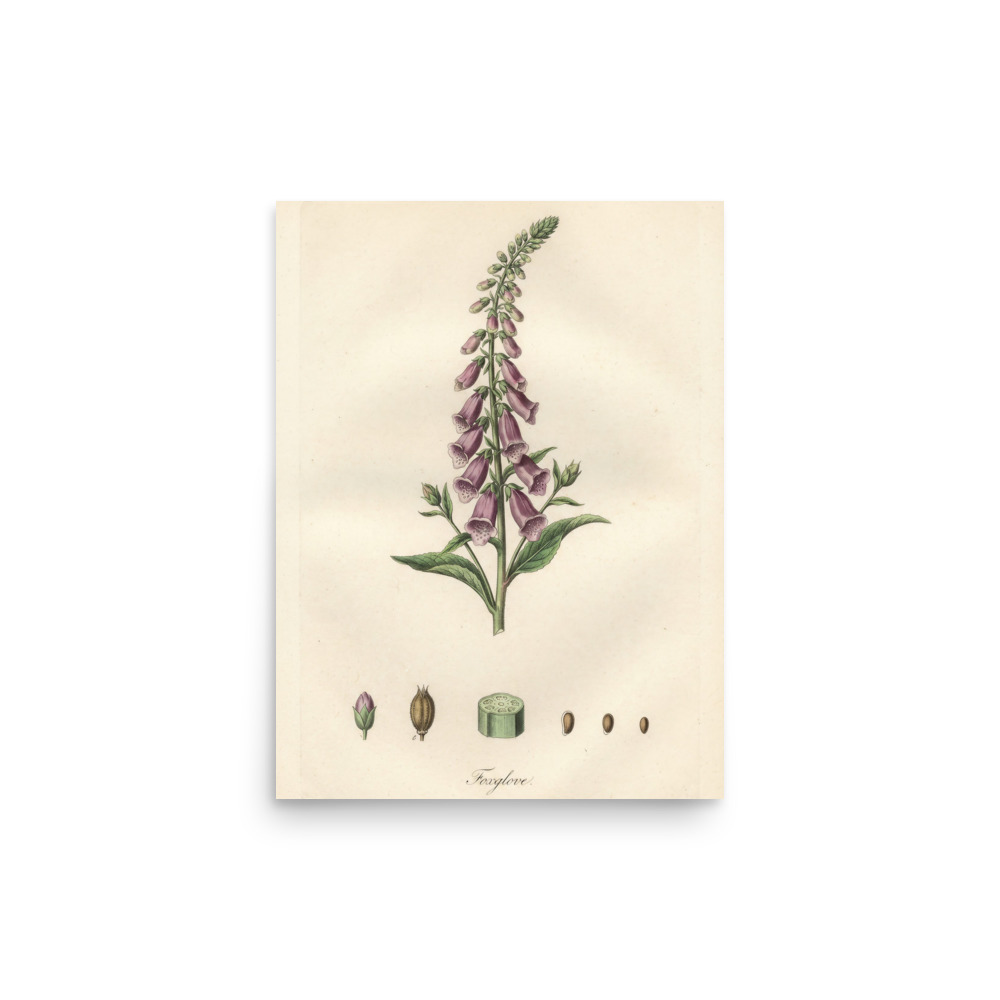 Foxglove Botanical Art Print, French botanical engraving, vintage gallery wall, nature lover gift, classic study decor