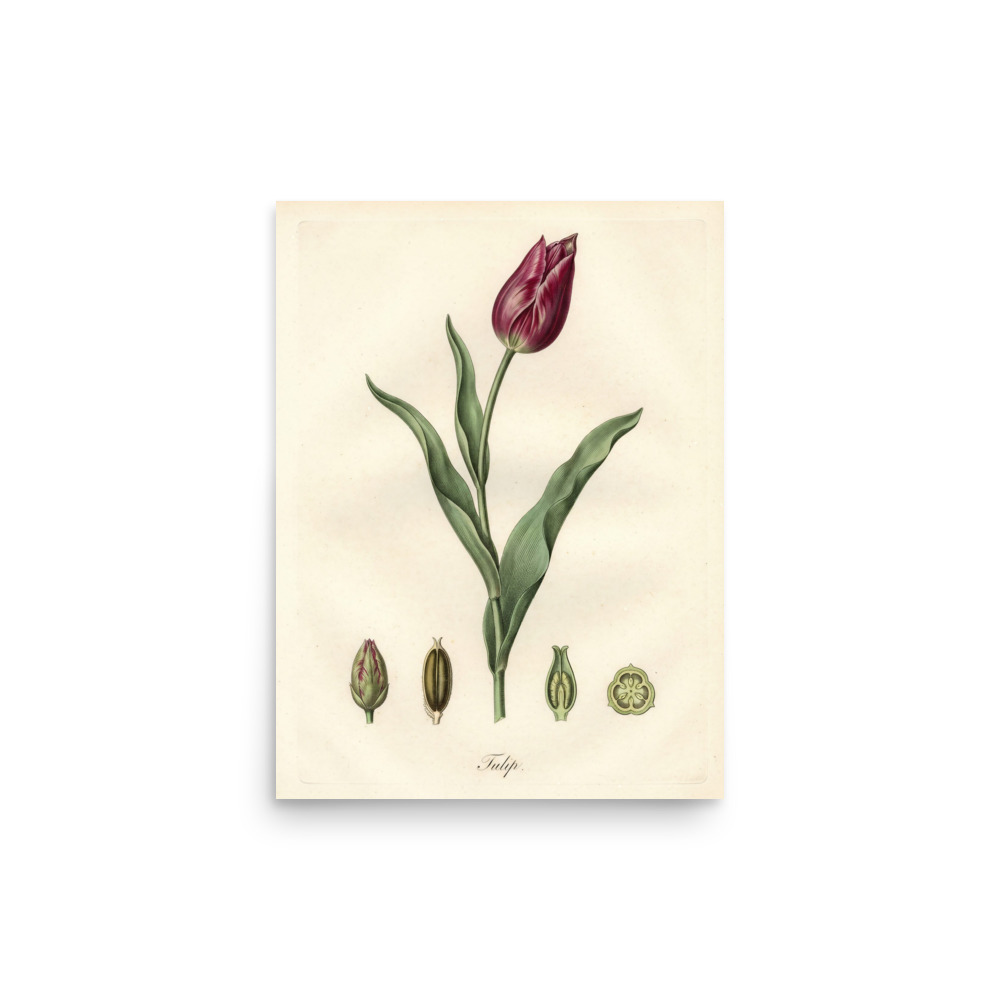 Tulip Botanical Art Print, French botanical engraving, vintage study decor, museum-style wall art, gift for plant lovers