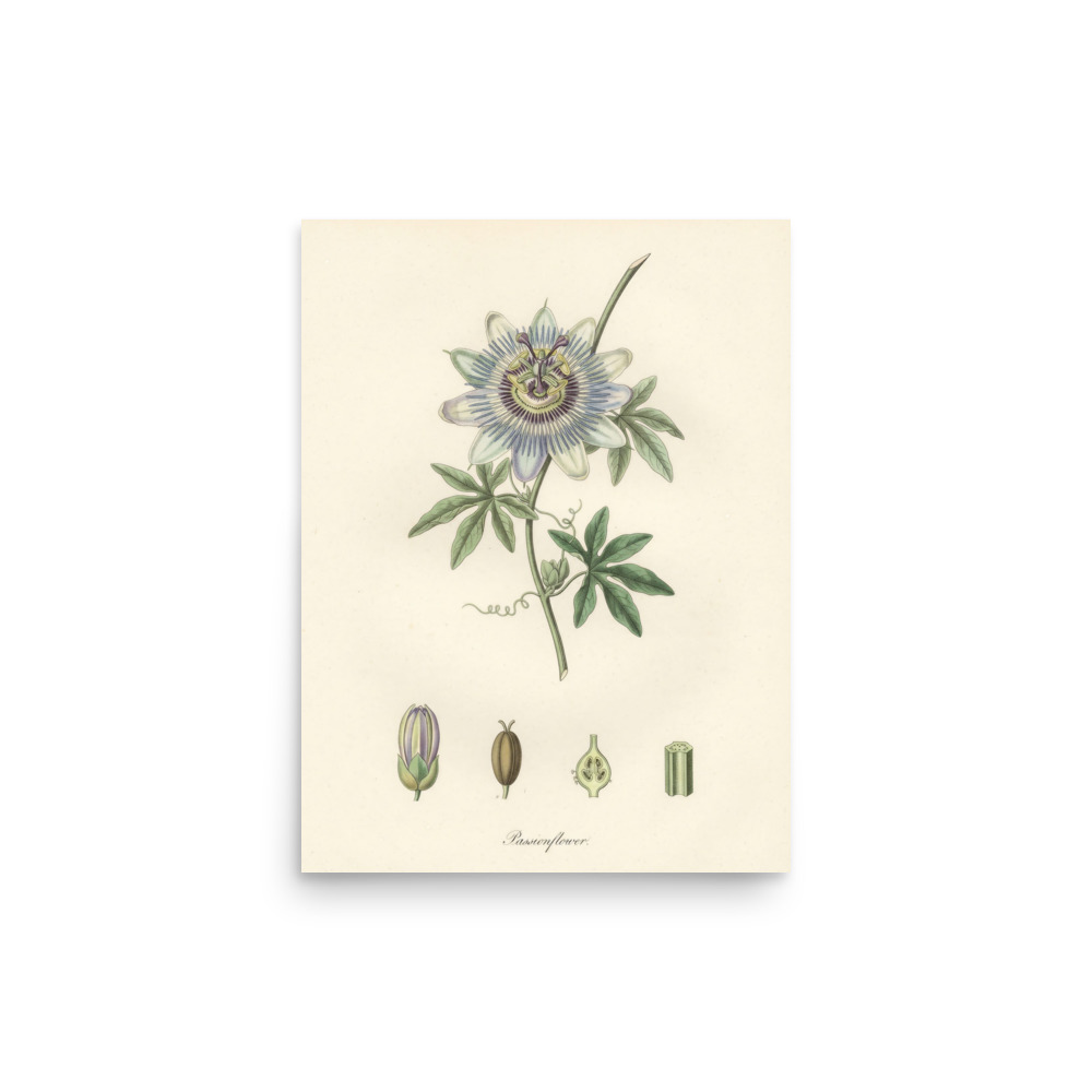 Passionflower Art Print, French botanical engraving, vintage study decor, plant lover gift, museum-inspired wall decor