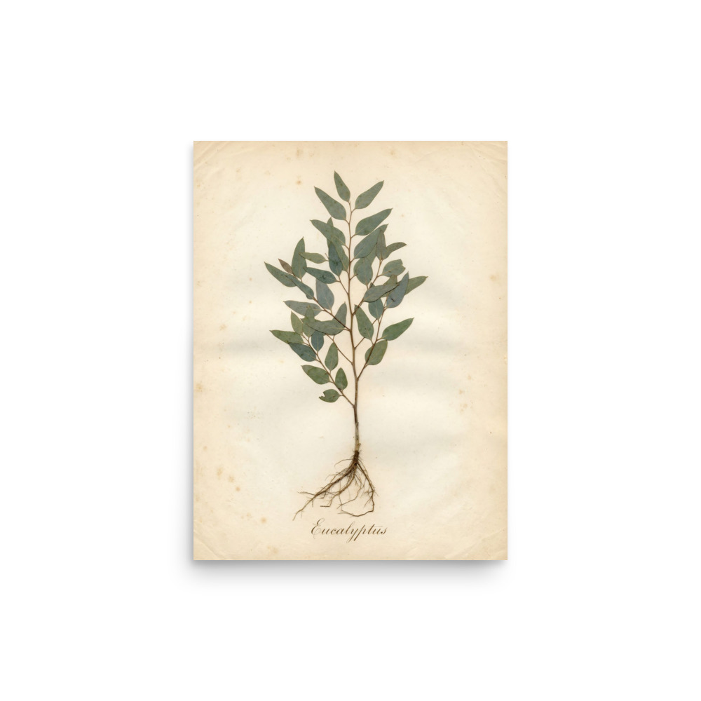 Eucalyptus Pressed Specimen Art Print, vintage herbarium wall art, bedroom decor, botanical gift for nature lovers