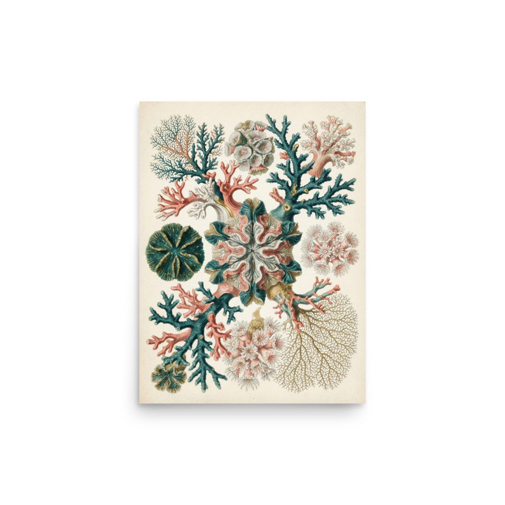 Coral Art Print, antique 19th century marine natural history illustration, coastal home decor, sea life wall art, gift for ocean lovers
