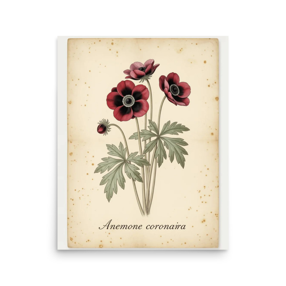 Anemone — Vintage Botanical Print
