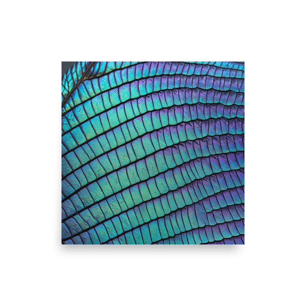 Morpho Butterfly Wing Scales