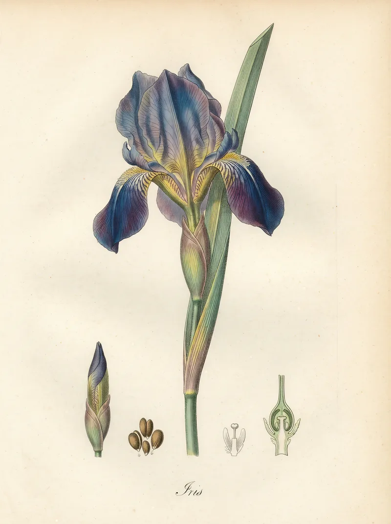 Iris Botanical Art Print, hand-coloured engraving, French botanical decor, study room wall art, botanical gift for plant lovers