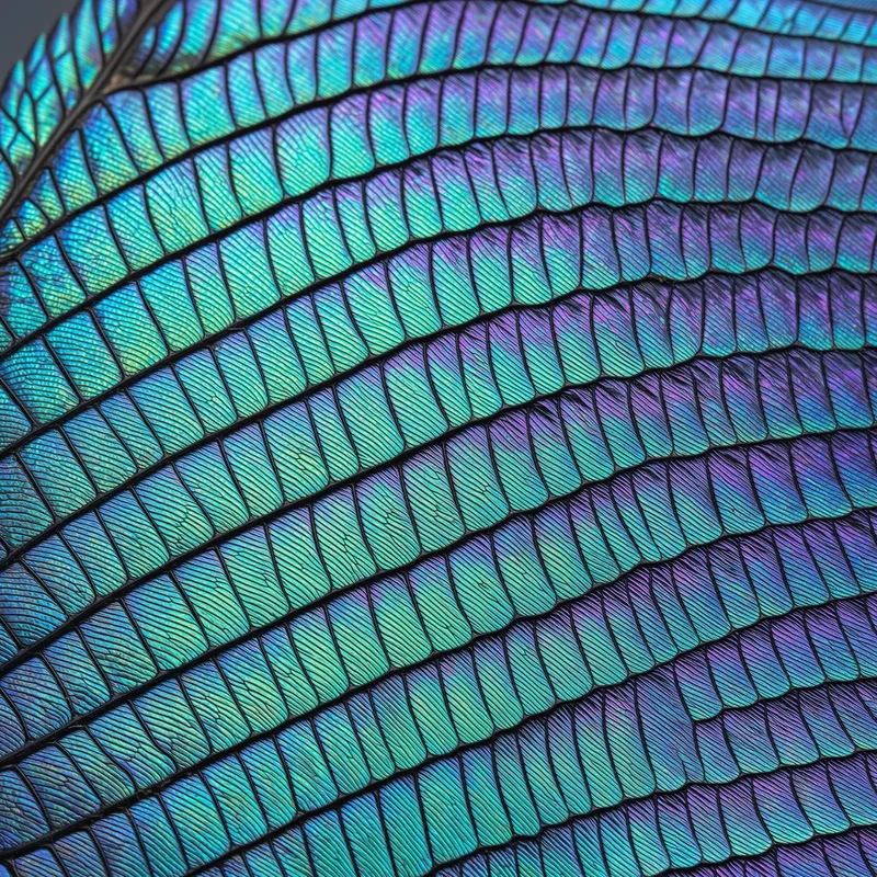 Morpho Butterfly Wing Scales