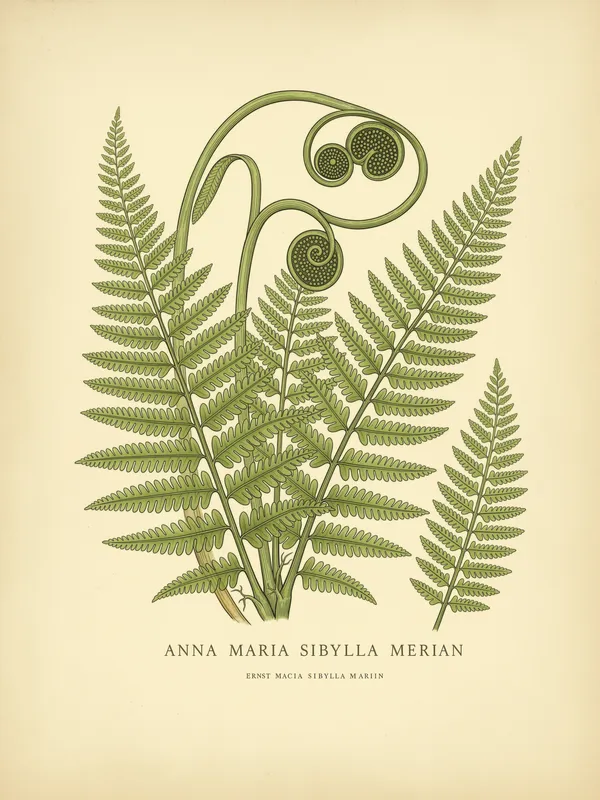 Forest Fern Study