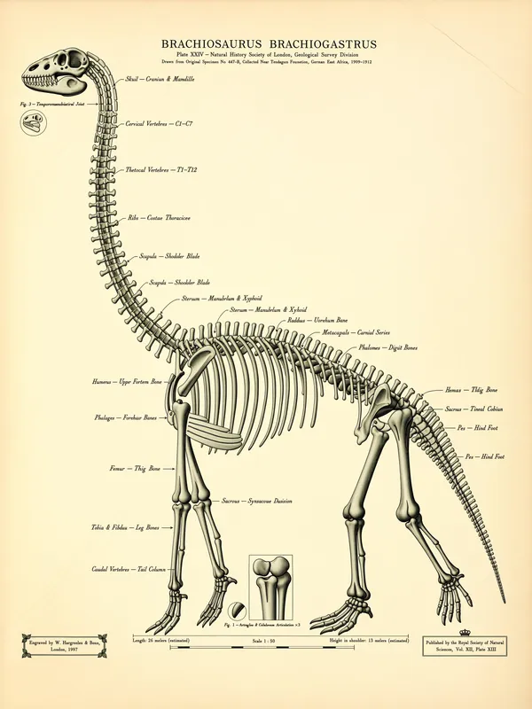 Brachiosaurus Skeleton Study