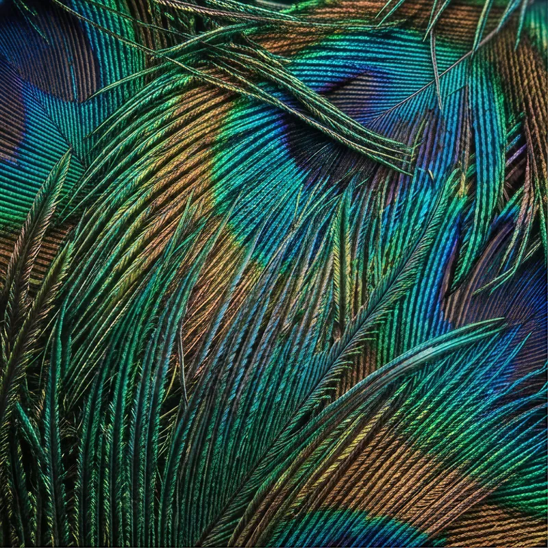 Peacock Feather Macro
