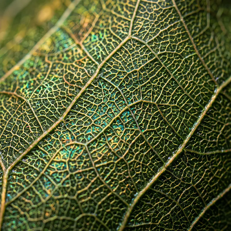 Leaf Vein Network