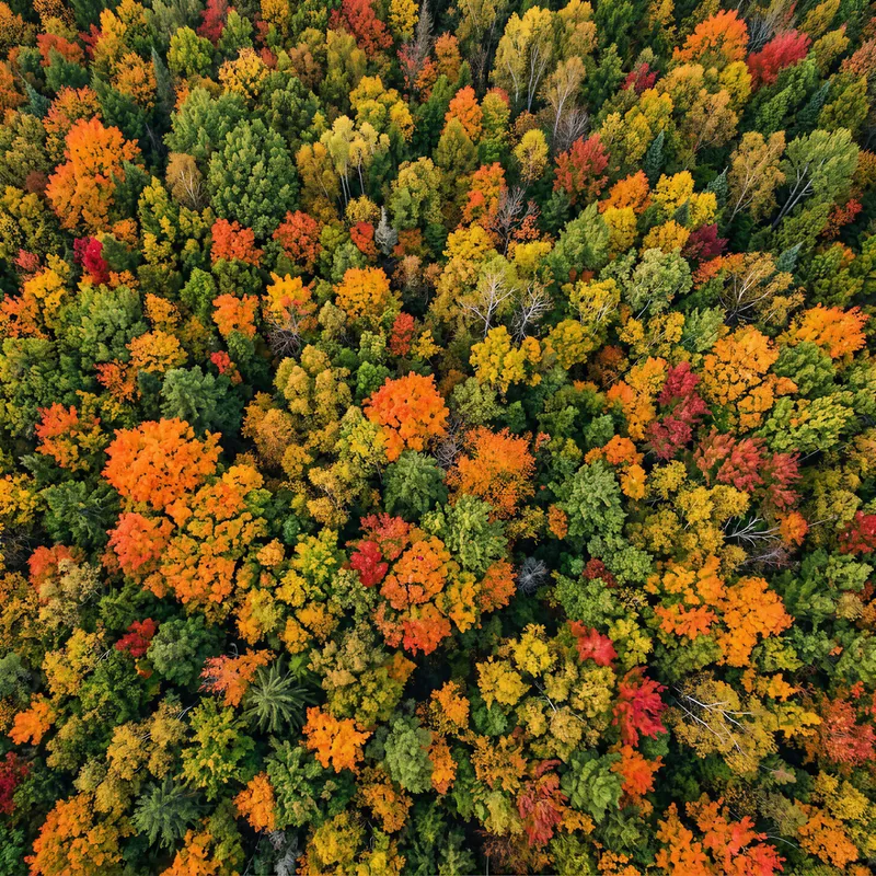 Autumn Forest Canopy