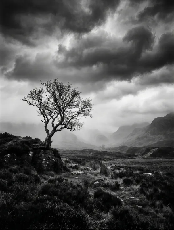 Lone Tree On Moor