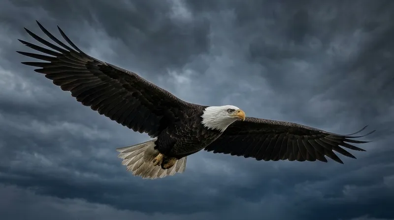 Bald Eagle in Flight