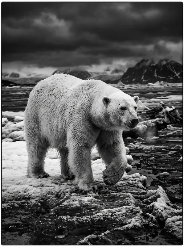 Polar Bear B&W